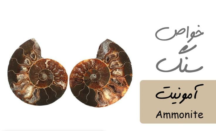 خواص سنگ آمونیت Ammonite - انرژی و ارتباط با چاکرا خواص سنگ ها  
