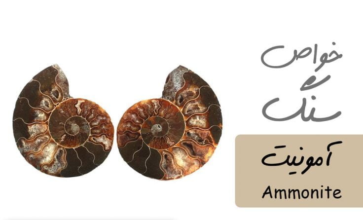 خواص فسیل آمونیت Ammonite